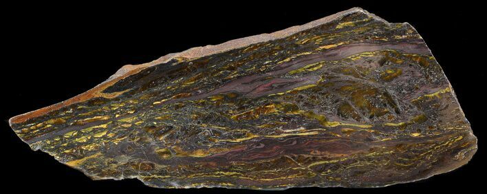 Polished Tiger Iron Stromatolite - ( Billion Years) #46804